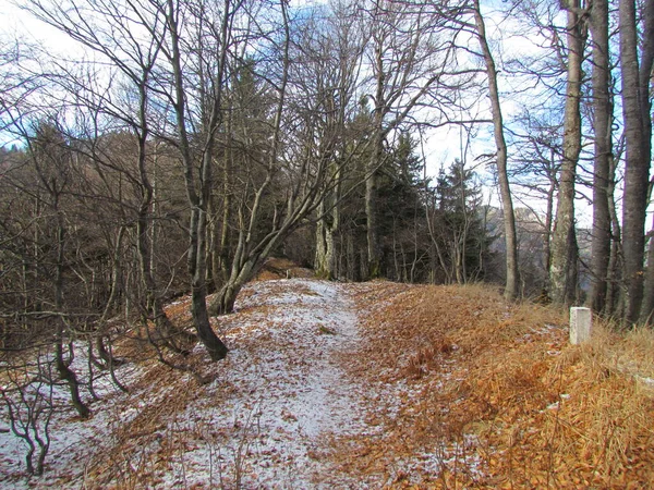 Faggio Slovenia Con Sottile Strato Neve Che Ricopre Terreno — Foto Stock