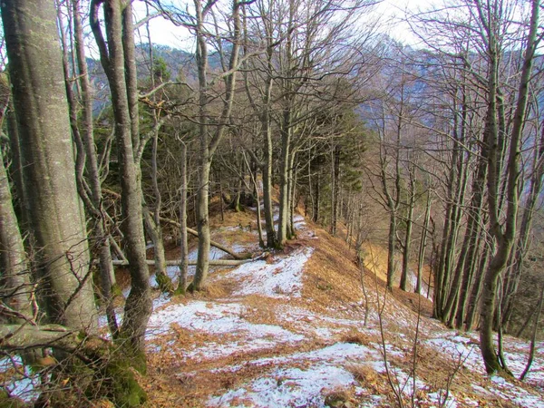 Forêt Hêtres Slovénie Avec Une Fine Couche Neige Recouvrant Sol — Photo