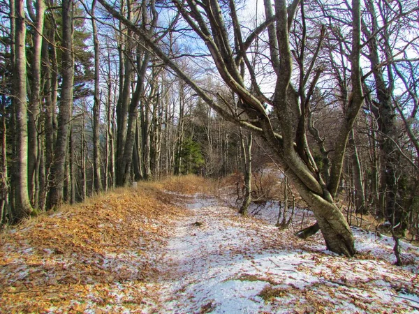 Floresta Faia Eslovénia Com Uma Fina Camada Neve Cobrindo Solo — Fotografia de Stock
