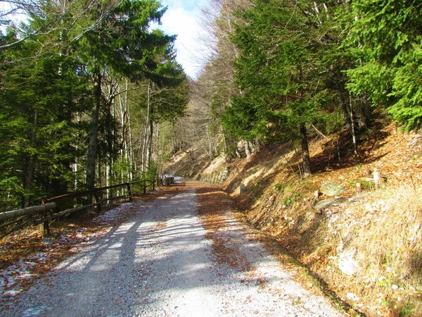 斯洛文尼亚境内穿过针叶树和阔叶树与山毛榉混合林的碎石路 — 图库照片