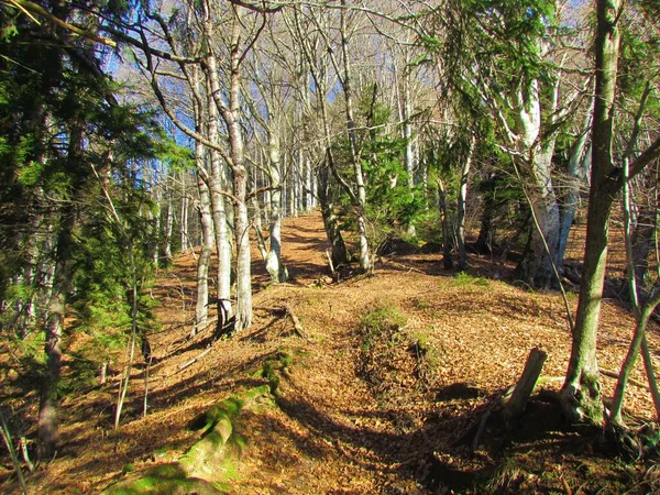 Яркий Буковый Лес Опавшими Листьями Земле Горах Караванке Словении — стоковое фото