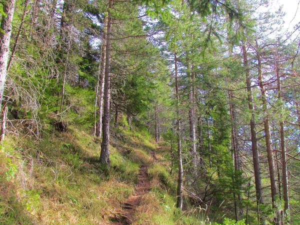 Chemin Menant Travers Une Forêt Pins Sylvestres Avec Herbe Recouvrant — Photo