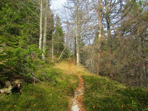 Sentier Traversant Une Forêt Tempérée Feuillus Slovénie Avec Herbe Sèche — Photo