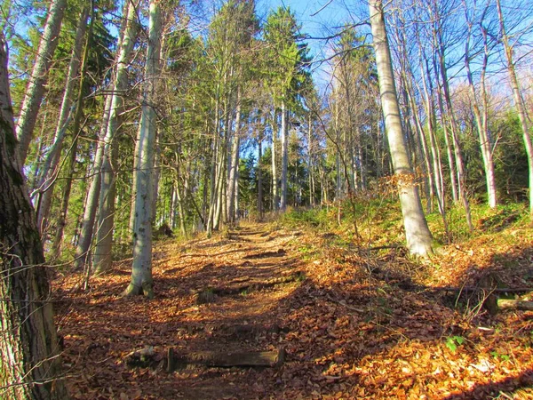 在斯洛文尼亚 冬季没有叶子的山毛榉林 绿叶覆盖地面 阳光普照在树干上 — 图库照片