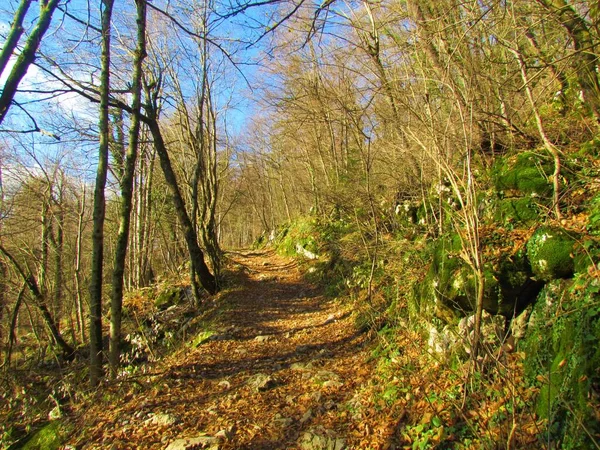 Bladloos Beukenbos Winter Met Bruine Bladeren Grond Zonlicht Boomstammen Slovenië — Stockfoto