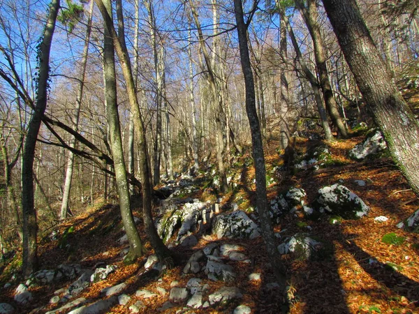 在斯洛文尼亚 冬季没有叶子的山毛榉林 绿叶覆盖地面 阳光普照在树干上 — 图库照片