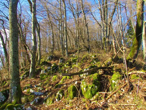 Laubloser Braodleaf Wald Mit Moosbewachsenen Felsen Die Den Boden Slowenien — Stockfoto