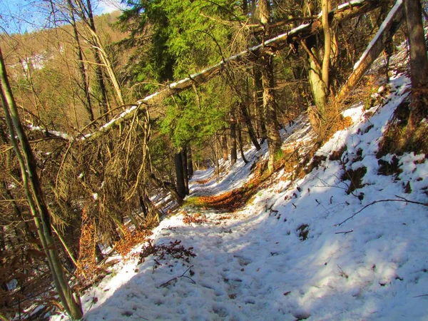 Stezka Pokrytá Sněhem Která Vede Přes Smíšený Jehličnatý Broaleaf Les — Stock fotografie