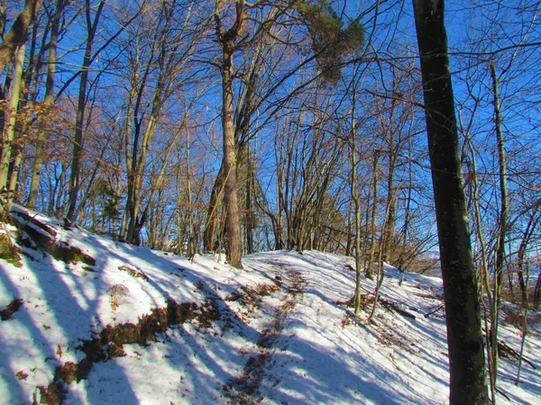 在斯洛文尼亚 一条小路穿过一条带有一棵松树的宽铅山毛榉冬季森林 — 图库照片
