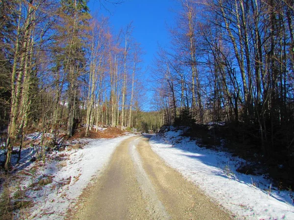 Schotterstraße Die Zur Weide Uskovnica Slowenien Führt Vorbei Laubwald Gemäßigter — Stockfoto