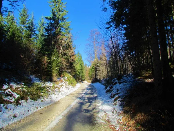 Schotterstraße Nach Uskovnica Slowenischen Triglav Nationalpark Durch Einen Mischwald Aus — Stockfoto