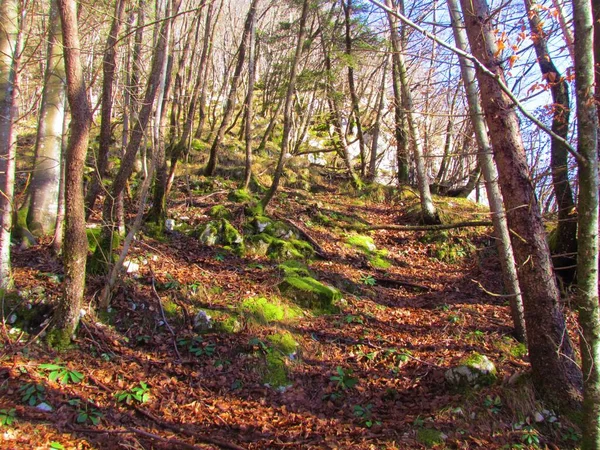 Floresta Faia Buzina Lúpulo Europeu Com Rochas Cobertas Musgo Cobrindo — Fotografia de Stock