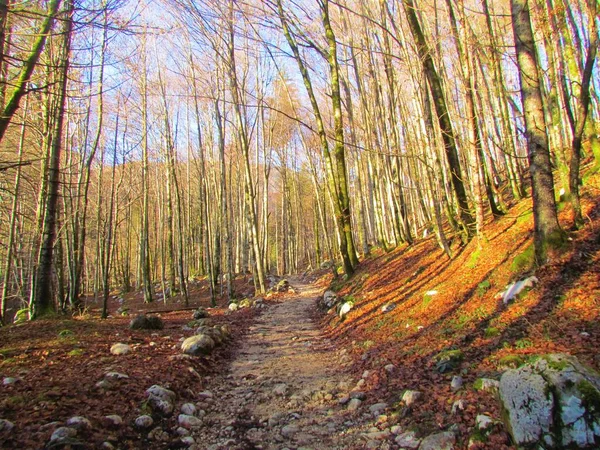 Bosque Haya Hoja Ancha Eslovenia — Foto de Stock