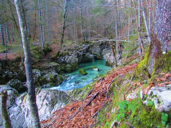 Bekk Mostnica Ved Mostnica Gorge Eller Korita Mostnice Nær Bohinj – stockfoto