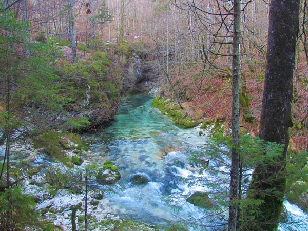 Creek Mostnica Gorge Mostnica Korita Mostnice Près Bohinj Dans Région — Photo