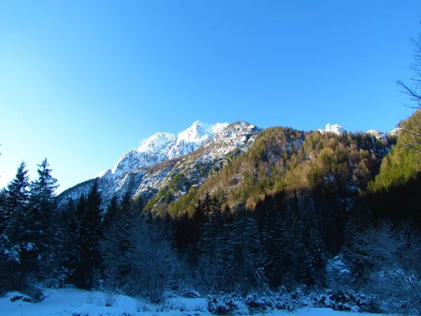 斯洛维尼亚Gorenjska地区Julian阿尔卑斯山上方被阳光照射的Visoka Ponca雪峰景观 森林覆盖着山坡 — 图库照片