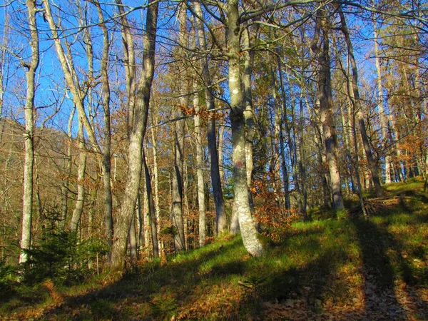 Forêt Mixte Feuillus Conifères Chêne Sessile Hêtre Épinette Éclairée Par — Photo
