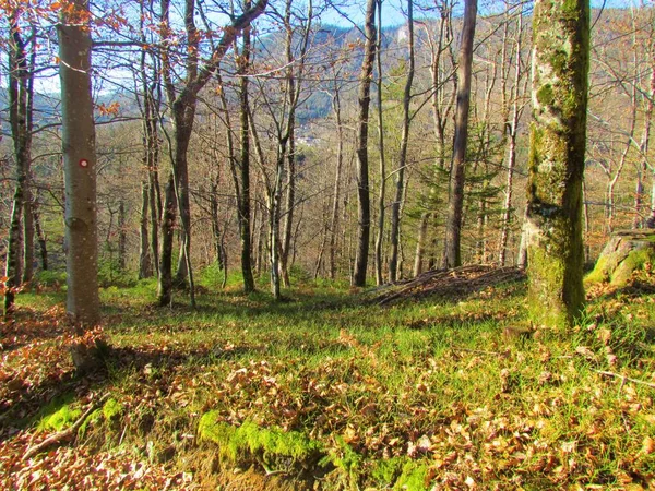 スロベニアの高山地帯の太陽の光に照らされたセシールオーク トウヒの混合広葉樹と針葉樹林 — ストック写真