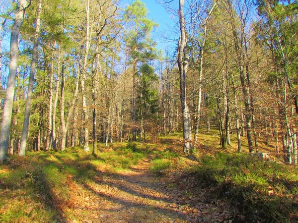 混合広葉樹林と針葉樹林とシレオーク 一般的なブナ トウヒとスロベニアの高山前地域で日光に照らされた冬に松 — ストック写真