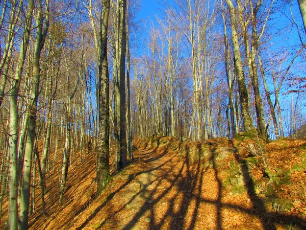 Bosque Haya Común Invierno Iluminado Por Luz Del Sol Con — Foto de Stock