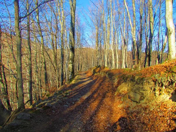 Gemeenschappelijk Beukenbos Winter Verlicht Door Zonlicht Met Bruin Gevallen Bladeren — Stockfoto