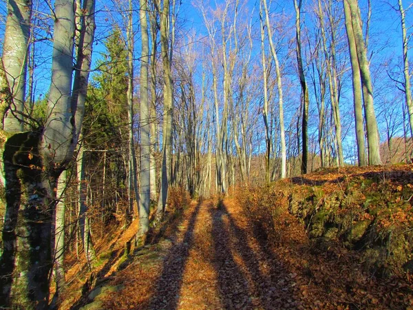 Обыкновенные Буковые Леса Зимой Освещаются Солнечным Светом Коричневыми Опавшими Листьями — стоковое фото