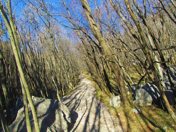Chemin Menant Travers Une Forêt Feuillue Sous Slovénie Éclairée Par — Photo