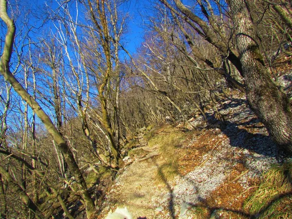 Camino Que Conduce Través Bosque Hoja Ancha Bajo Eslovenia Iluminado — Foto de Stock