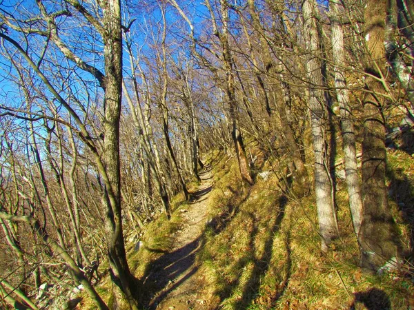 Chemin Menant Travers Une Forêt Feuillue Sous Slovénie Éclairée Par — Photo