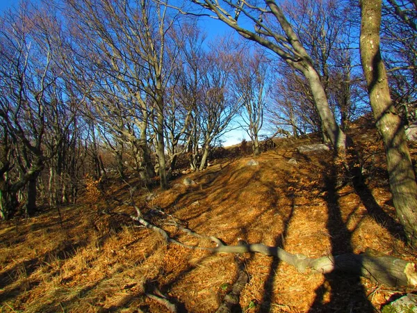 斯洛文尼亚的普通山毛榉林 落叶覆盖在阳光照射下的地面 — 图库照片