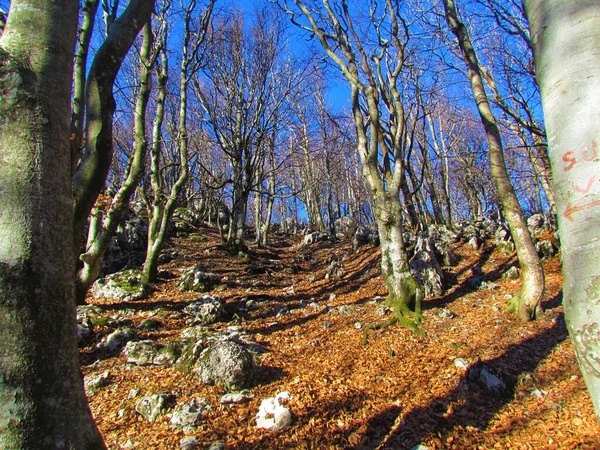 斯洛文尼亚的普通山毛榉林 落叶和岩石覆盖在阳光照射下的地面 — 图库照片