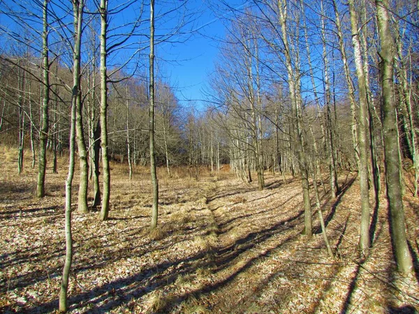 在斯洛文尼亚 被一片普通山毛榉林环绕的空地被阳光照射在地面上的干草覆盖着 — 图库照片