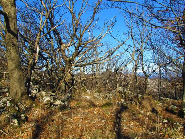 Alacsony Növésű Közönséges Bükkerdő Kövekkel Száraz Borítja Talajt Napfény Által — Stock Fotó