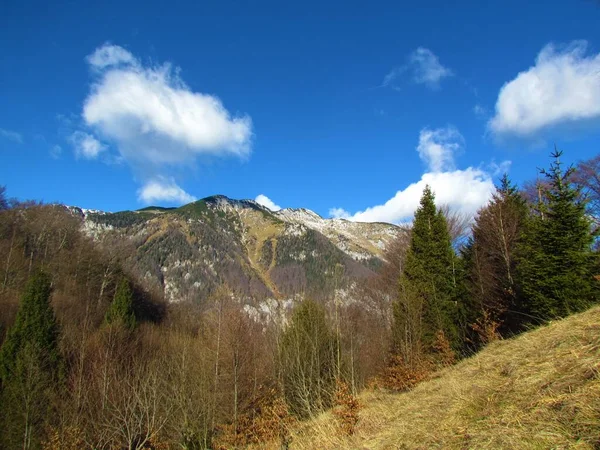 Pentes Couvertes Forêts Prairies Alpines Dans Les Alpes Kamnik Savinja — Photo