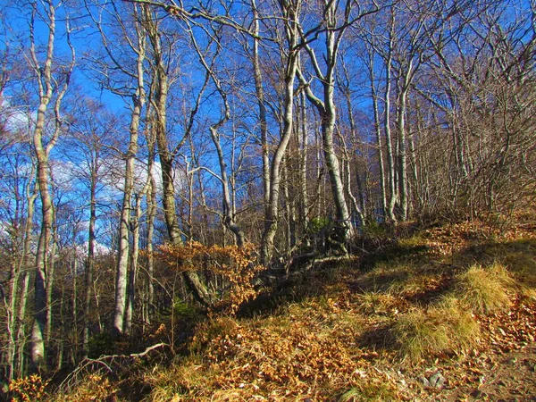 Forêt Claire Sans Feuilles Avec Herbe Sèche Devant Éclairée Par — Photo