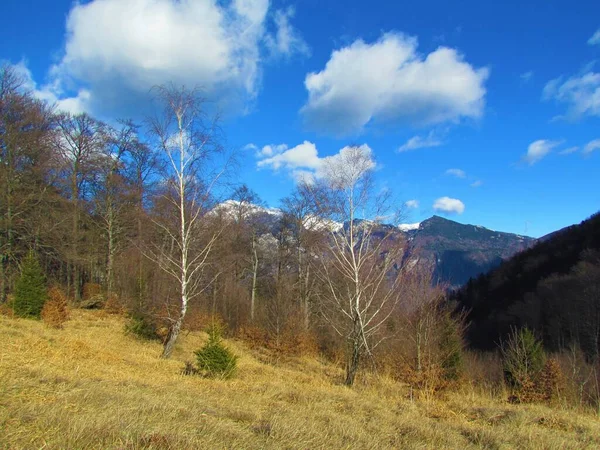 乾燥した草と白樹皮の白樺の木に覆われた草原とスロベニアの後ろの広葉樹のブナの森 — ストック写真