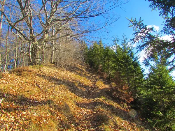 一条小路穿过斯洛文尼亚的一片净土 上面覆盖着落叶和干枯的草地 一边是针叶树 另一边是阔叶树 — 图库照片