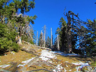 Slovenya 'da Dobrca' nın önünde karla kaplı bir çayır bulunan bir grup ölü ladin ağacı veya engel.