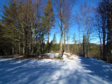 Kışın kayın ağacı ılıman, yaprak döken orman, güneşli bir günde zemini kaplayan kayalar ve karla kaplı.