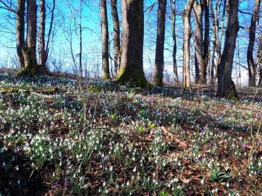 İlkbaharda kır çiçekleriyle dolu bir orman. Yaygın kar damlası (Galanthus nivalis), ilkbahar crocus (Crocus vernus), yeşil hellebore (Helleborus viridis))