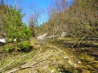 Slovenya 'da güneş ışığıyla aydınlatılmış güzel yosun ormanları