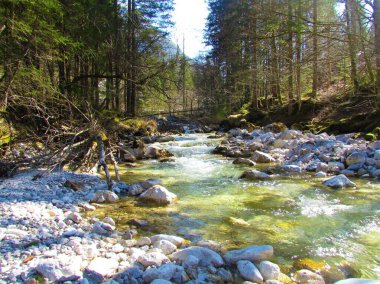 Krnica nehri güneşli bir günde Slovenya 'nın Triglav ulusal parkında bir ormanın yanından geçiyor.