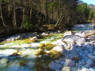 Krnica nehri güneşli bir günde Slovenya 'nın Triglav ulusal parkında bir ormanın yanından geçiyor.