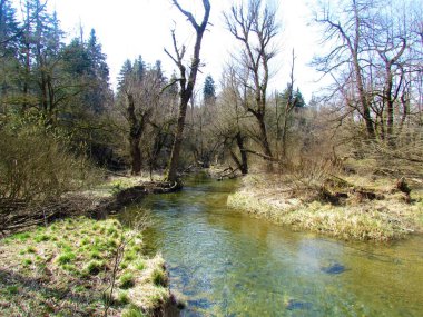 Slovenya 'nın Notranjska bölgesindeki Rakov Skocjan' dan akan huzurlu sakin dere rak çevresi ormanlarla çevrili