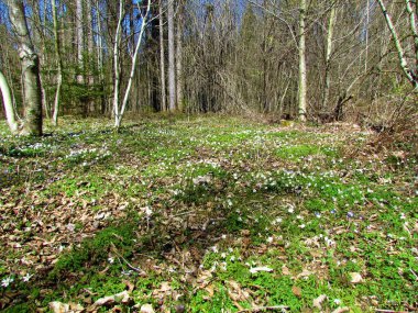 İlkbaharda orman zemini beyaz çiçek açan ahşap şakayık (Anemone nemorosa) çiçekleriyle bembeyaz bahar bitkileriyle kaplıdır.