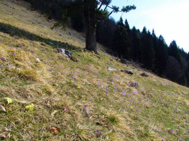 Kuru çimenler ve mor çiçek açan bahar gülü (Crocus vernus) bahar çiçekleri ile kaplı çayır