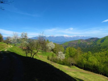 Slovenya 'nın Gorenjska bölgesindeki Kamnik-Savinja Alpleri' nin önünde bir dağ çayırı ve çiçek açan beyaz elma ağaçları manzarası