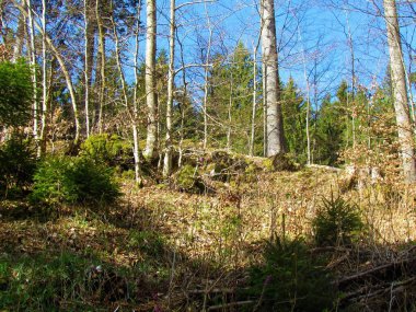Ilıman, yaprak döken kayın ormanları güneşli bir günde çıplak ağaçlarla