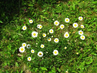 Beyaz papatya çiçekleri, beyaz taç yaprakları ve sarı merkezli.