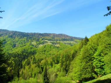 Slovenya 'nın Gorenjska kentindeki Jelovica platosunun altındaki Jamnik dağ köyünün parlak yeşil yapraklarıyla manzarası